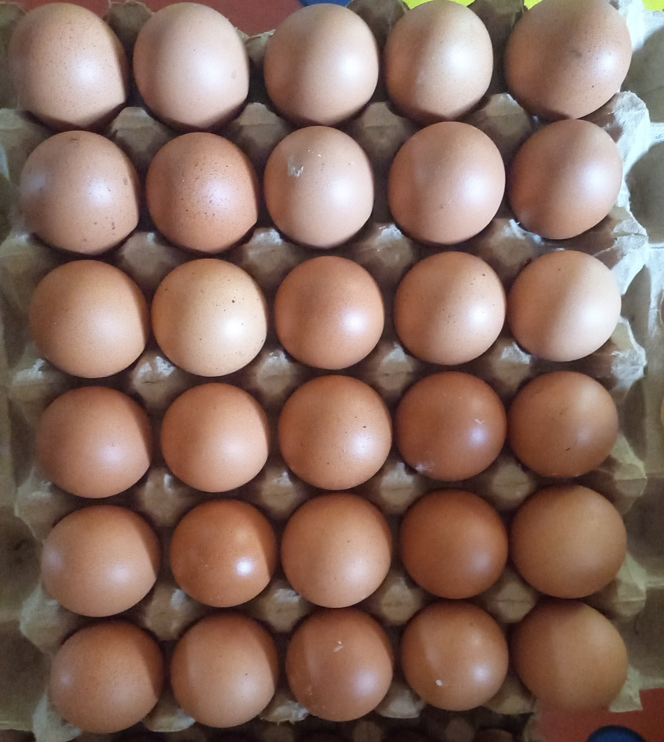 Telur Ayam per Butir